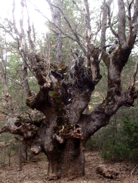 El Caxico de Fraixineto
