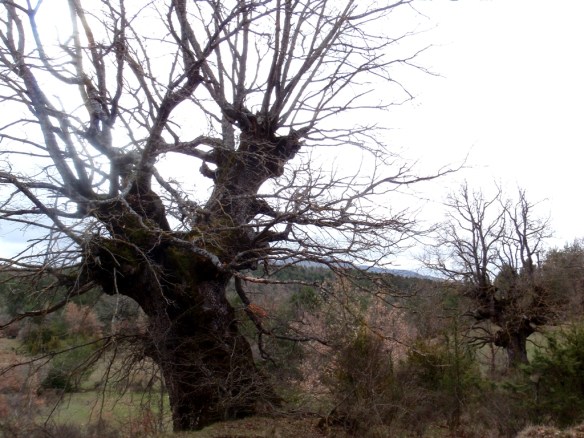 Quejigos marcando fronteras.