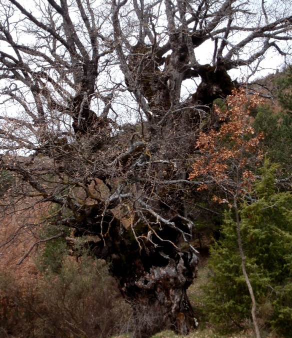 Uno de los caxicos más viejos