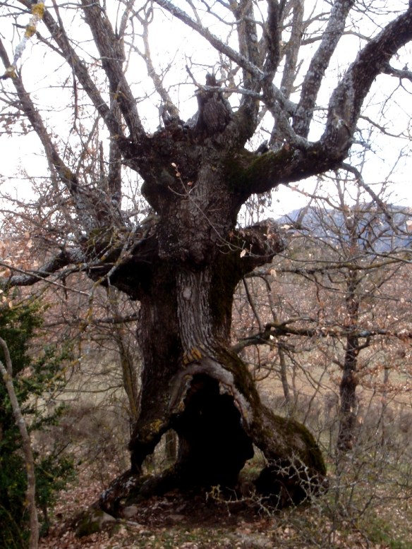 Un quejigo curioso de tres pies