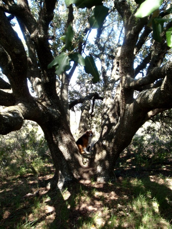 La Carrasca de Miguel cerca de Colungo