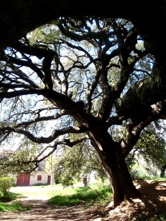 La Carrasca de Radiquero