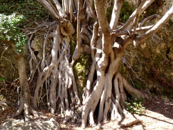 Higuera cerca de la central del Vero debajo de Alquézar
