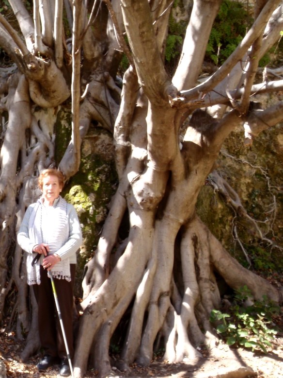 Higuera cerca de la central del Vero debajo de Alquézar