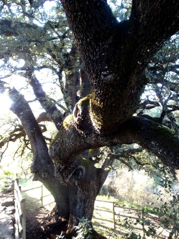 La Castañera en Lecina