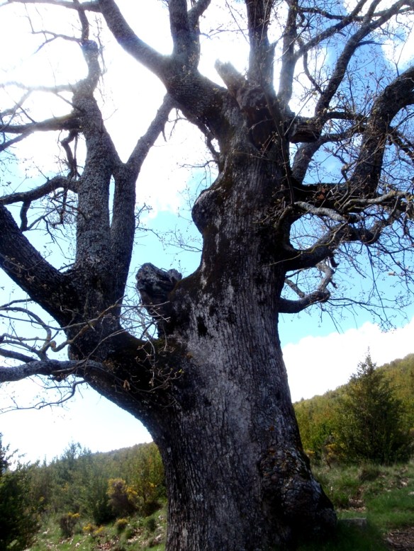 Uno de los quejigos de Otín.