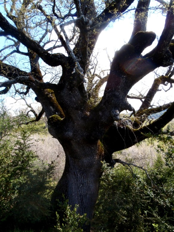 Un Quejigo con el tronco retorcido