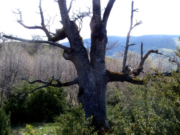 Otro ejemplario de caxico en Otín
