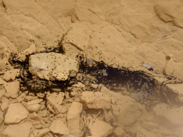 Una colonia de renacuajos