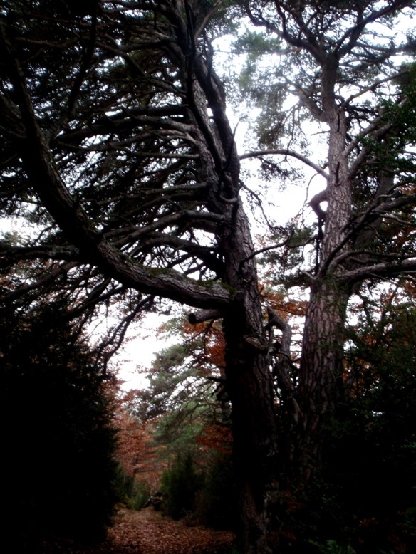 El viejo pino en la Sierra de Bonés