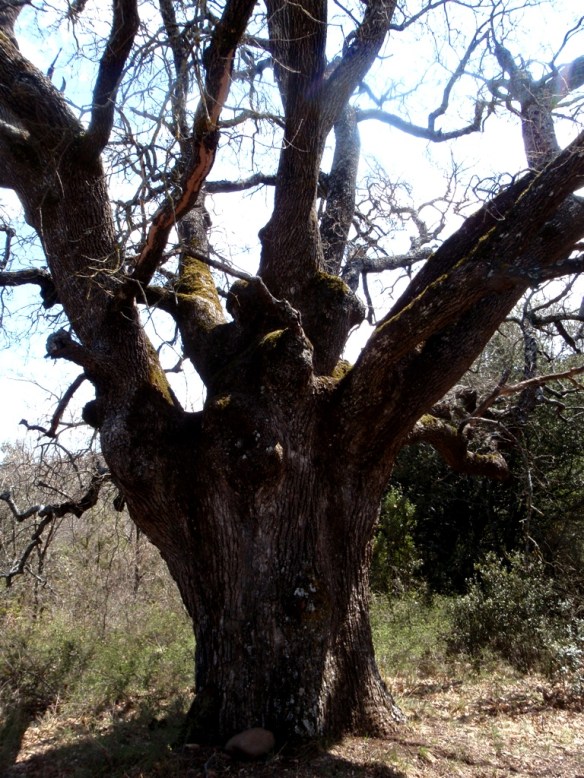 Uno de los quejigo en Naya