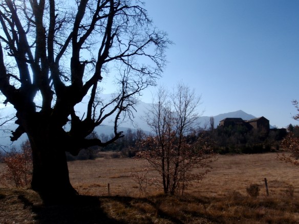 Otro quejigo en los alrededores de San Úrbez