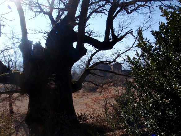 Un quejigo en San Úrbez