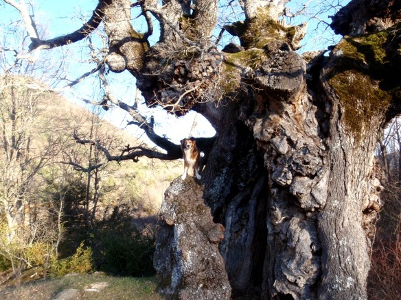 EL Quejigo de San Úrbez