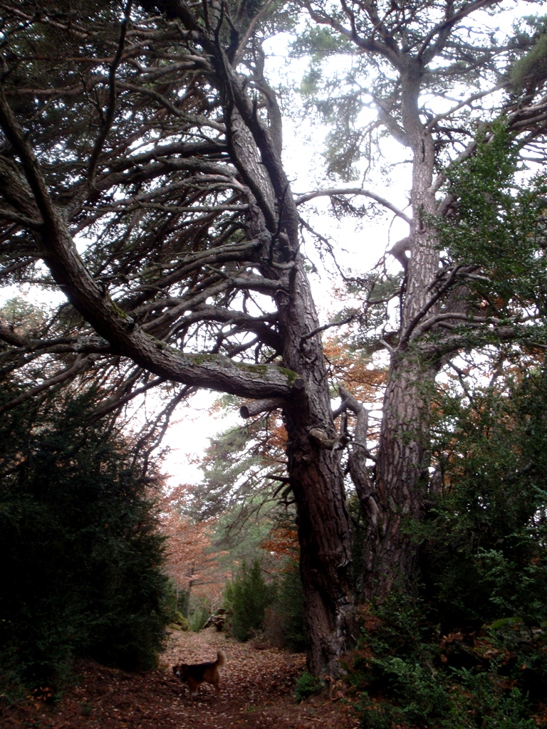 En el sendero que baja de la Sierra de Bonés
