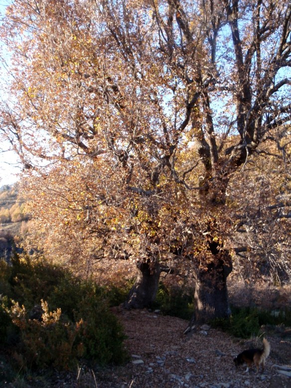 Dos quejigos características cerca de Otín