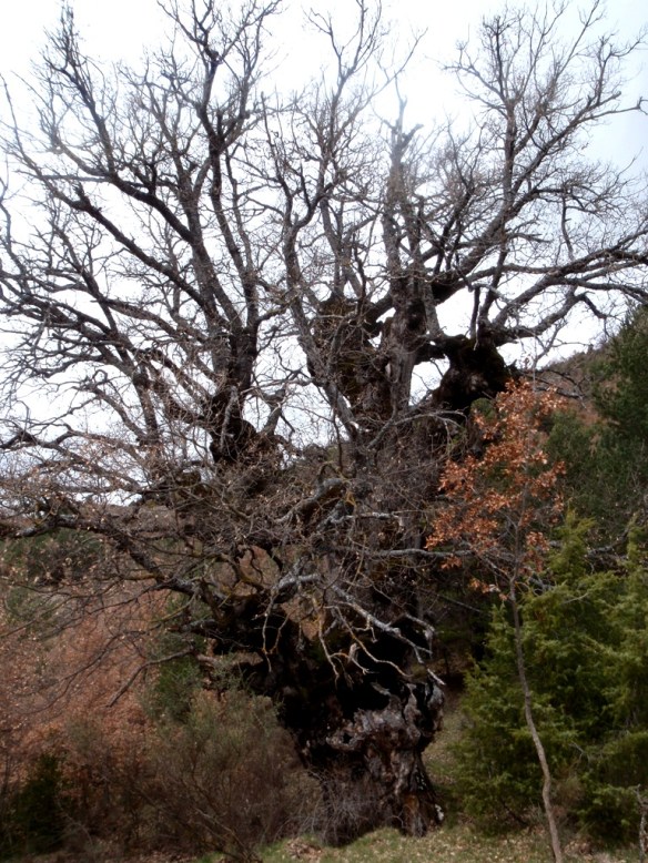 Un Inmenso quejigo hueco