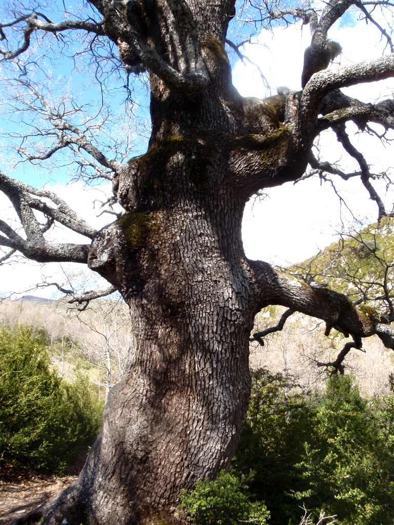 La Canal de Quejigar