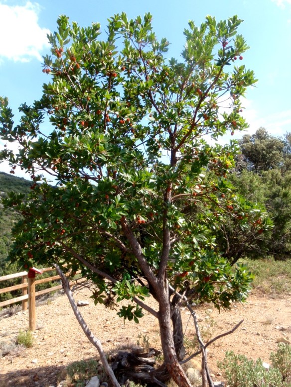 El Madroño del Mirador de las Capillas