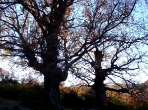 Dos quejigos en Otín
