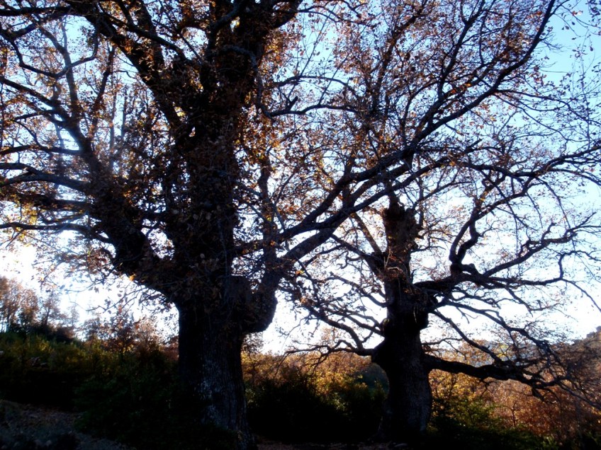 Dos quejigos en Otín