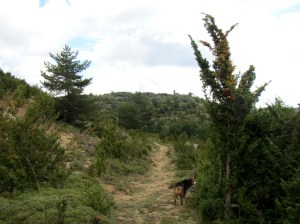 Las Planas de Ibirque