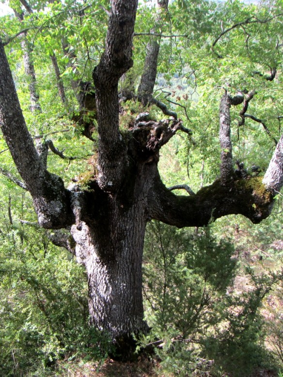 Uno de los quejigos descomunales en el Barranco del Cajical