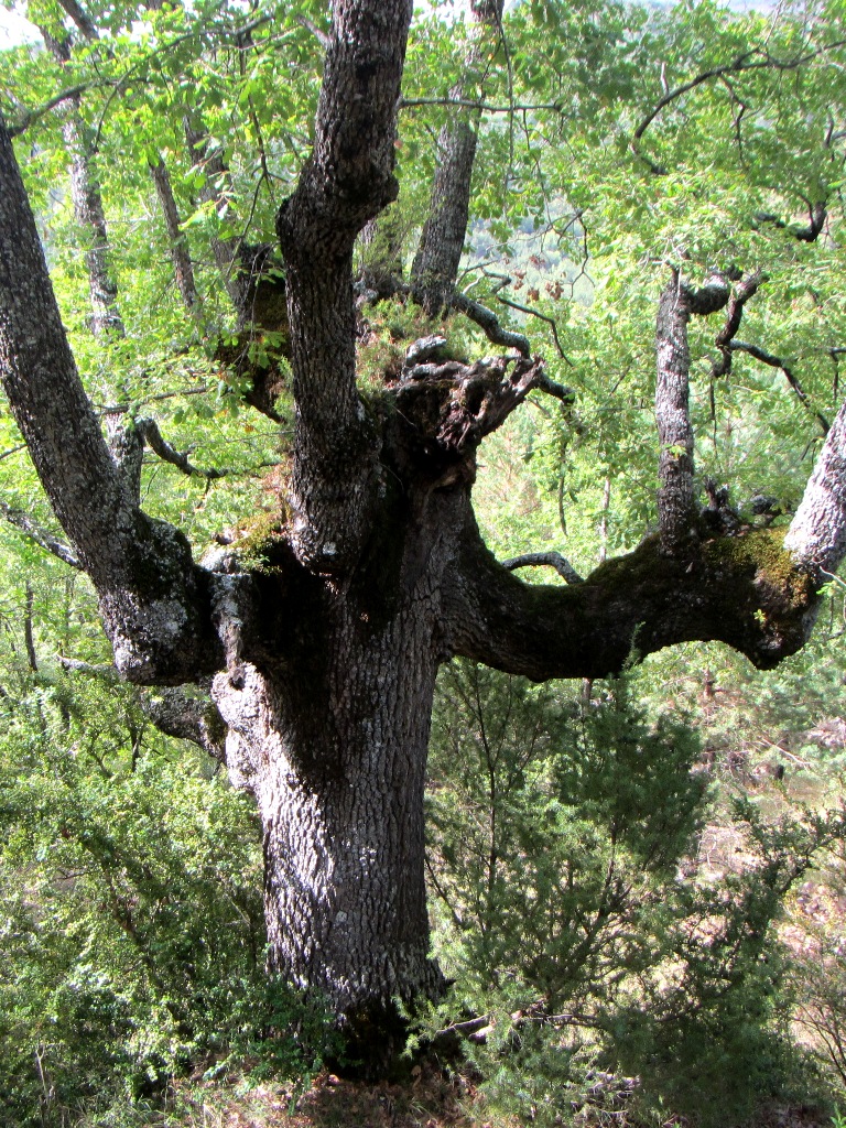 Uno de los quejigos descomunales en el Barranco del Cajical