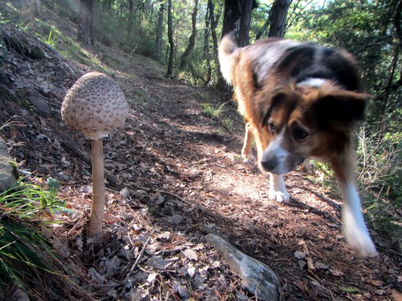 Robert encontró un parasol en la vuelta a Nocito