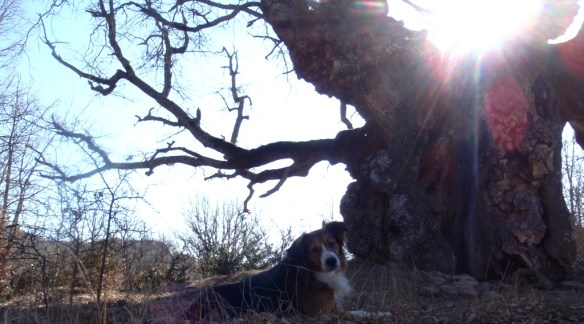 El Qujigo de San Urbez