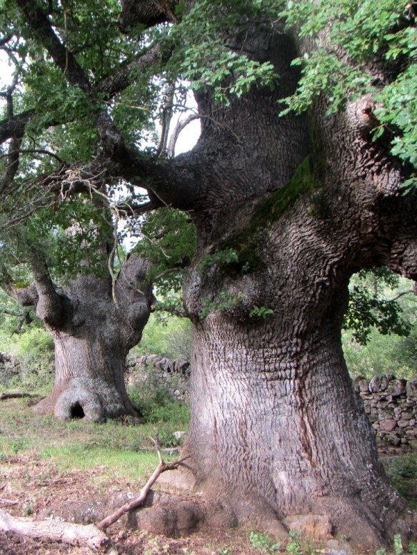 Los Caxicos de Lorente