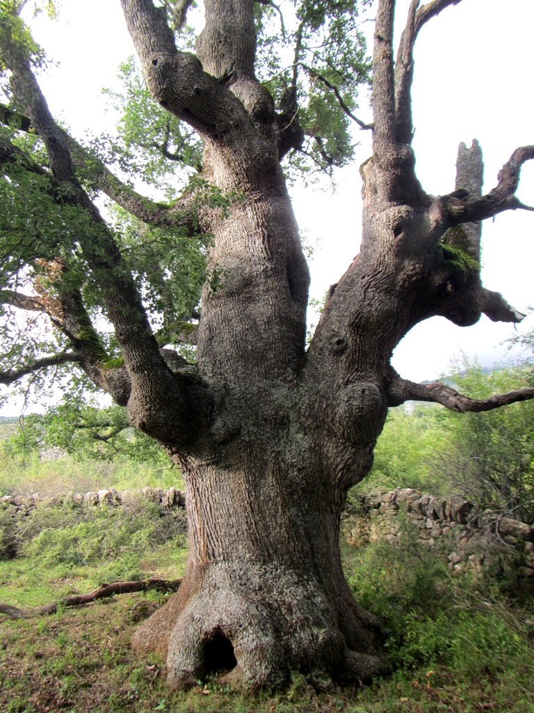 Uno de los Caxicos de Llorente