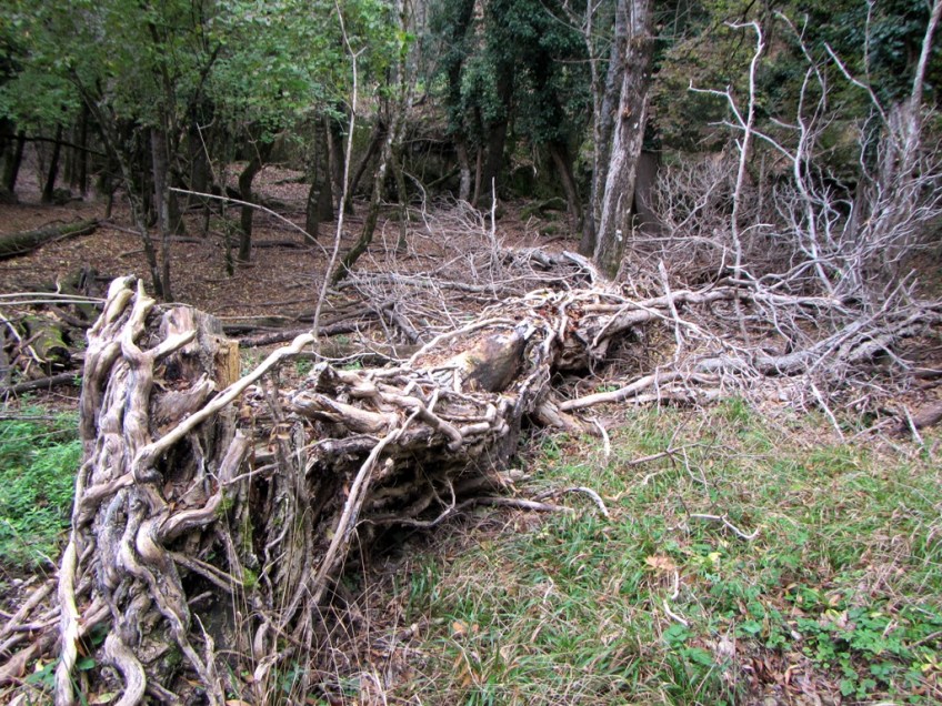 El ambiente en los campos abandonados del Monasterio de San Cosme es tenebroso