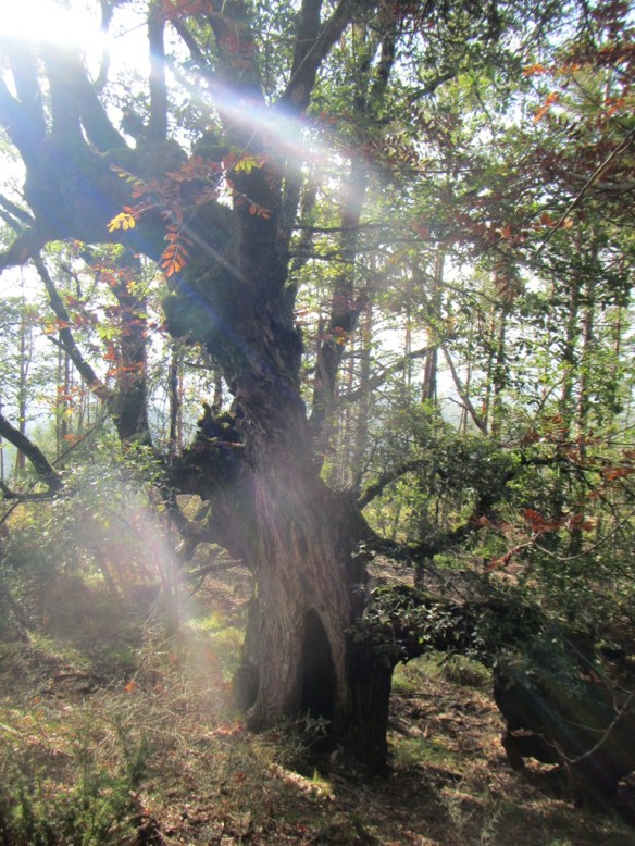 Uno de los tres caxicos que se encuentran en la Pardina de GuardiaUno de los tres caxicos que se encuentran en la Pardina de Guardia