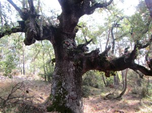 Caxico de la Pardina de Guardia