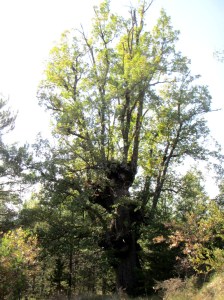 Uno de los quejigos majos en el Barranco Cuarte