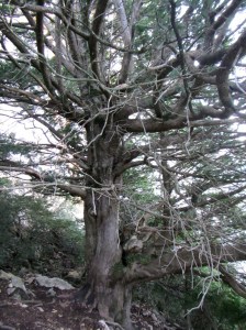 El Tejo de los Santos