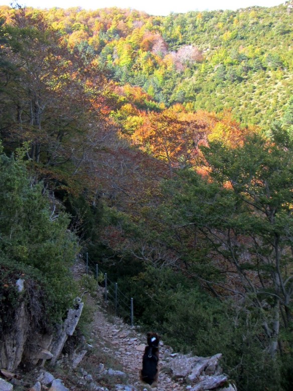 El Hayedo del Peiró.