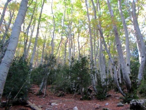 En el Hayedo del Peiró