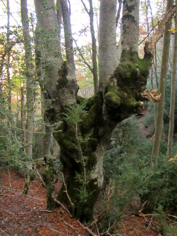 En el Hayedo del Peiró
