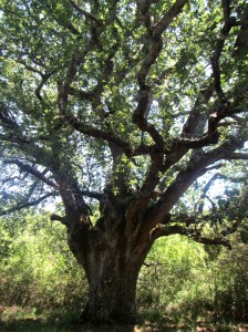 Uno de los caxicos de Naya