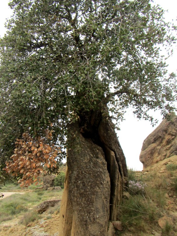 Una carrasca valiente