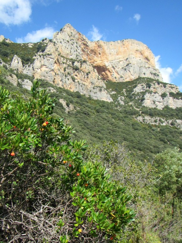 Madroños a lado de la senda y la buitrera central al fondo