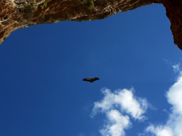 En el gran desplome debajo de la buitrera