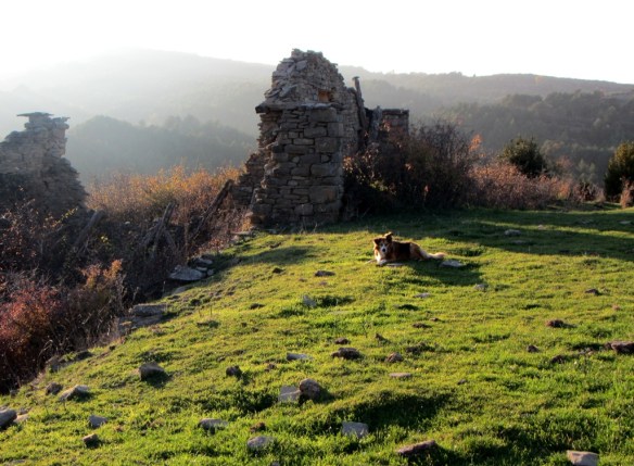 En los prados de la Pardina de Bail.