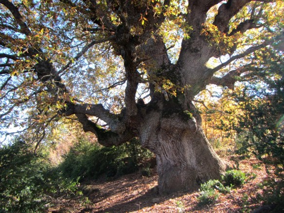 ¡Que caxico más magnifico!