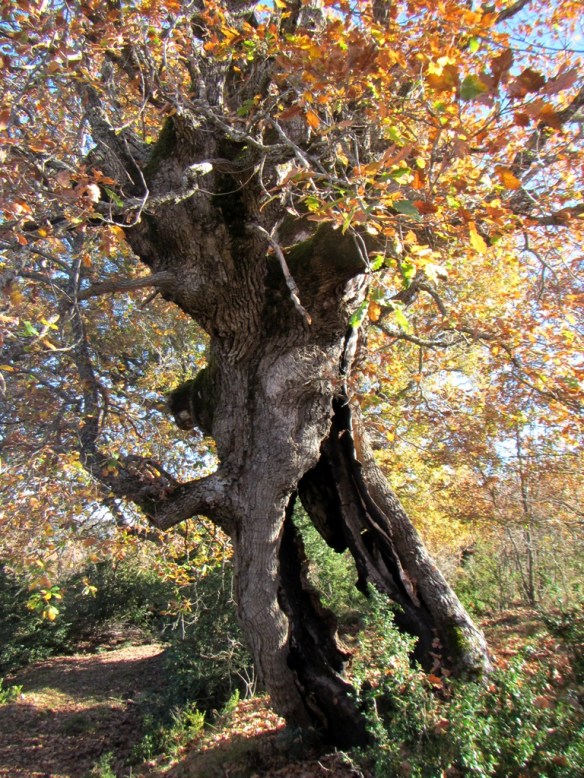 Uno de los impresionantes quejigos de Bagüeste