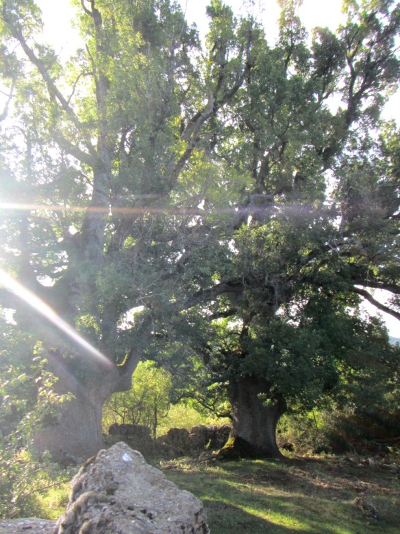 Los Caxicos de Lorente