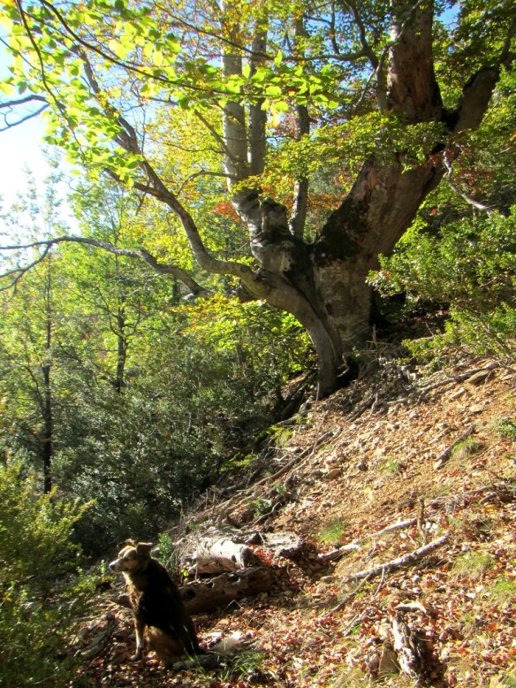 El Hayedo del Balcez