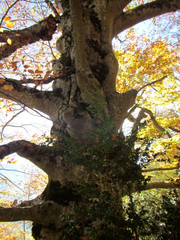 En el Hayedo del Balcez